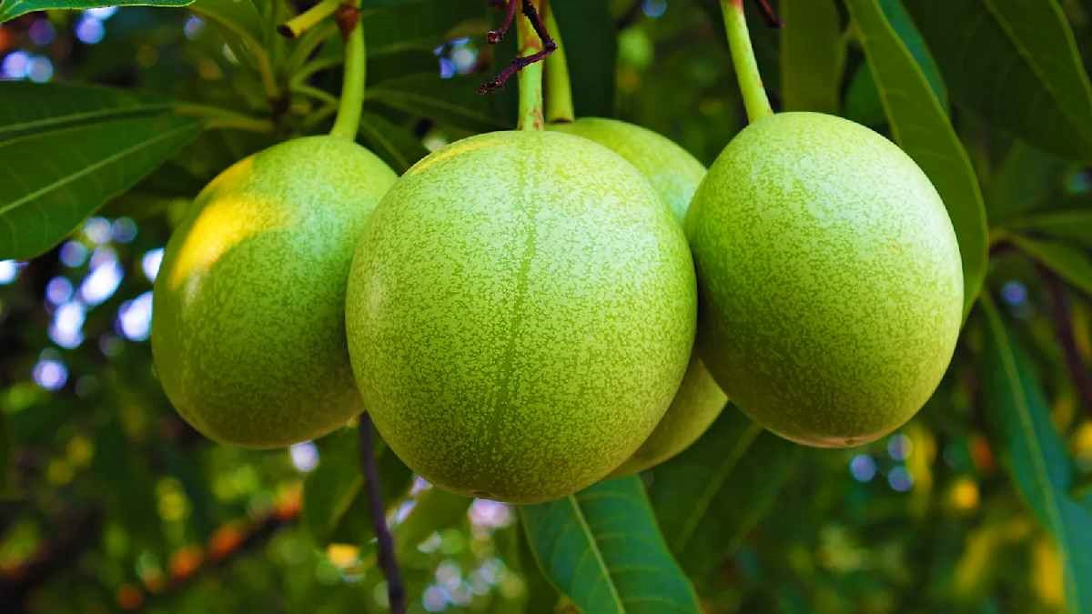 ‘মরণফল’ পংপং: দেখতে আপেল, ছুঁলেই মৃত্যু