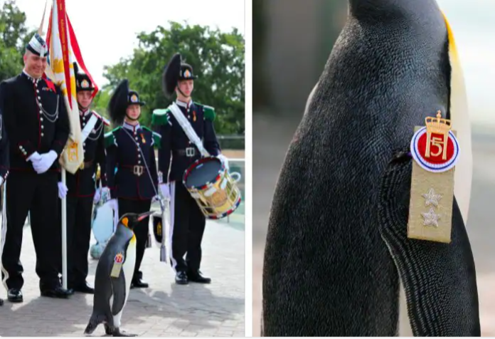 রাজকীয় সম্মান পায় স্কটল্যান্ডের পেঙ্গুইন