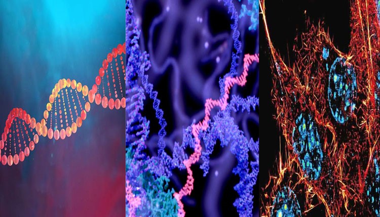 মানবদেহের রহস্য উন্মোচনে কৃত্রিম ডিএনএ তৈরির গবেষণা শুরু ব্রিটেনে
