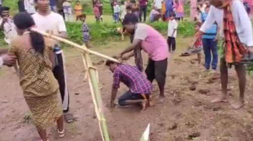 দূরসম্পর্কে বিয়ে, শাস্তি হালচাষ! ওড়িশায় নবদম্পতিকে গরুর মতো জোয়াল বেঁধে অপমান