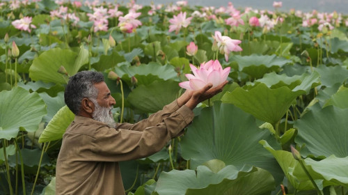 ৩০ বছর পর উলার হ্রদে পদ্মের প্রত্যাবর্তন, উচ্ছ্বসিত কাশ্মীরবাসী