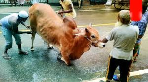 কোরবানির যেসব কাজ আল্লাহর সন্তুষ্টির পথে বাধা