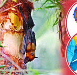 বাংলাদেশে নিপাহ ভাইরাসে একজনের মৃত্যু নিশ্চিত করল ডব্লিউএইচও