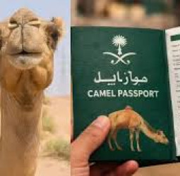 সৌদিতে উটের জন্য পাসপোর্ট চালু হচ্ছে