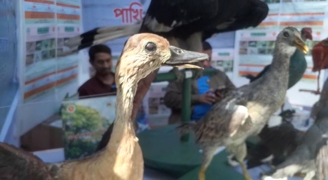 জাহাঙ্গীরনগর বিশ্ববিদ্যালয়ের পাখি মেলায় প্রকৃতিপ্রেমীদের ভীড়