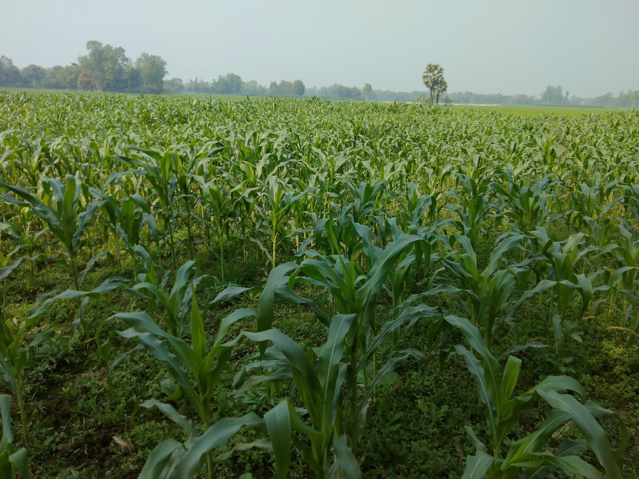 বিদেশে ভুট্টা রপ্তানির স্বপ্ন নওগাঁর চাষীদের